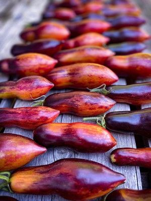 Tomato, Dwarf Antho Pink Panther Tomato, Dwarf Antho Pink Panther