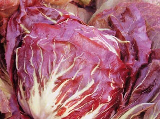 Radicchio, Pallo Rosso 3