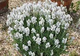 Lavender, Ellagance Snow