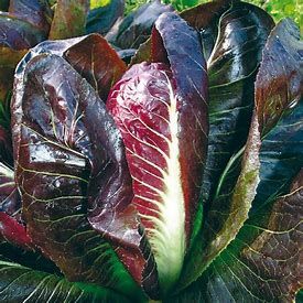 Chicory,  Rossa di Treviso precoce