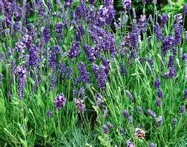 Lavender, Ellagance Purple