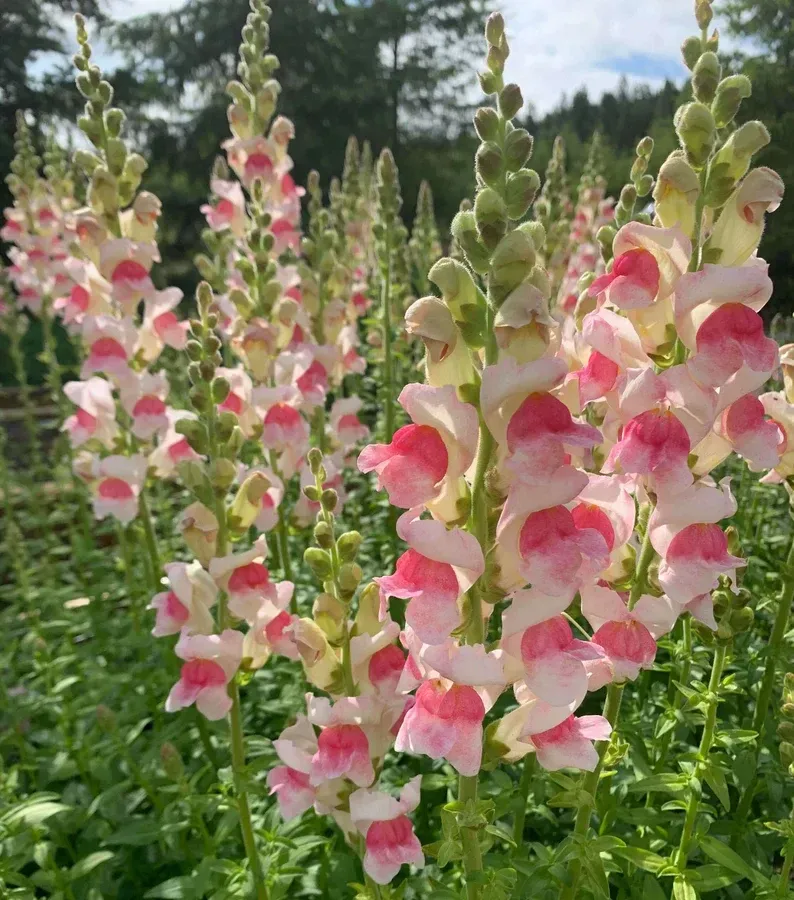 Antirrhinum, Sweet Duet Appleblossom F1 Antirrhinum, Sweet Duet Appleblossom F1