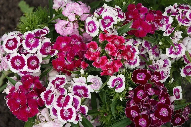 Sweet William, Indian Carpet Sweet William, Indian Carpet