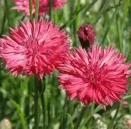 Cornflower, Red Boy Cornflower, Red Boy