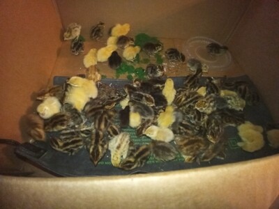 Mixed Coturnix Quail Chicks