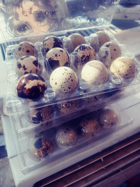 Coturnix Quail Hatching Eggs