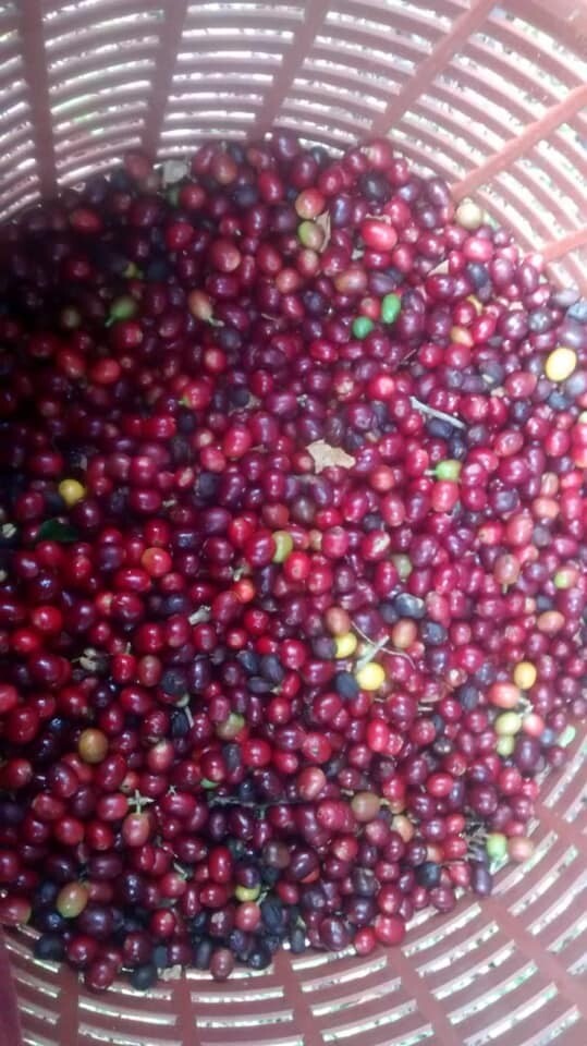 PRE-ORDER: Farm-to-Cup Coffee—Roasted to Order 15-Pack