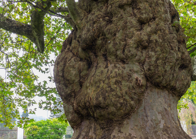 BURL WOOD