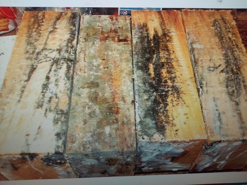 FOUR SPALTED BALD CYPRESS TURNING BLANKS 3 X 3 X 12&quot;