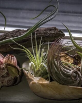 Custom Botanical Arrangements