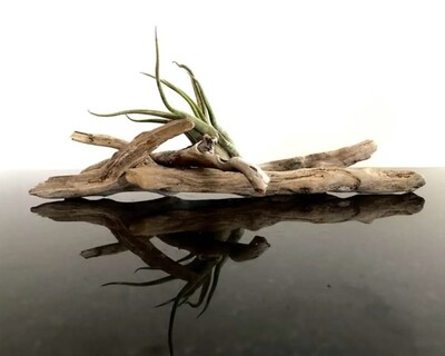 Wood Pieces