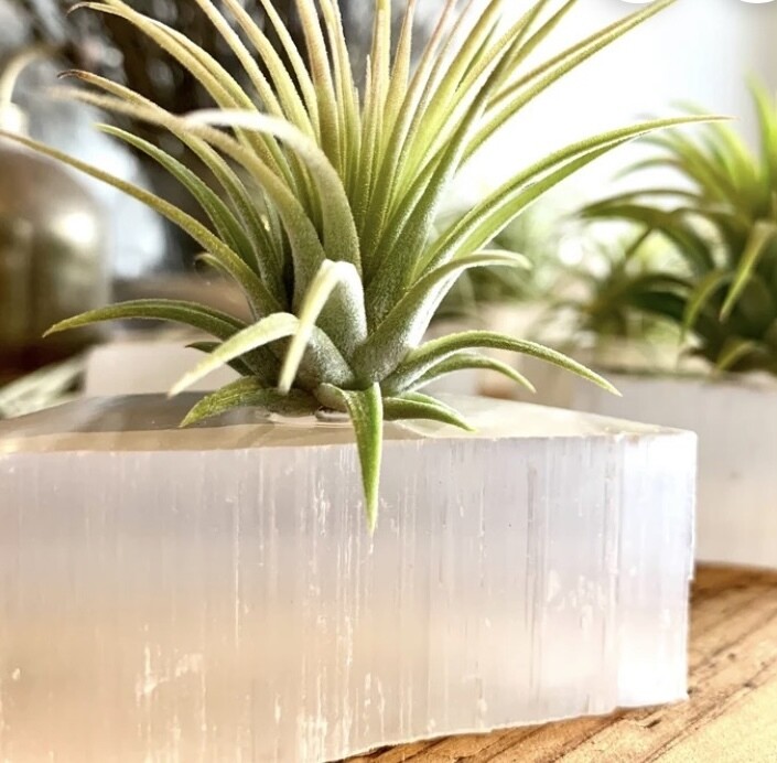 Selenite Botanical Piece