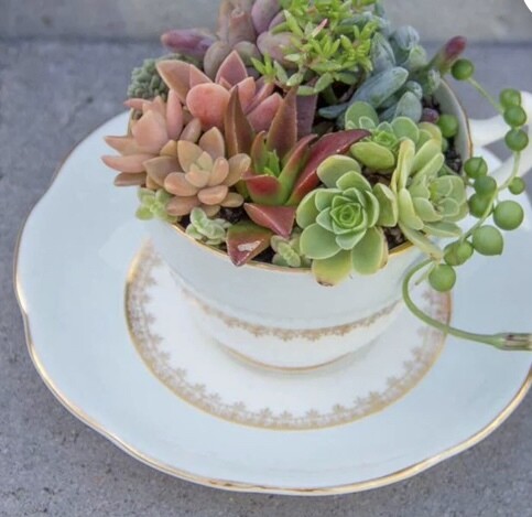 Teacup Planter