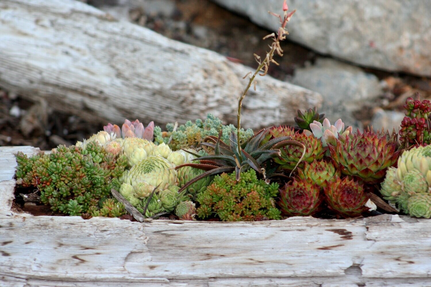 Wooden Botanical Centerpieces