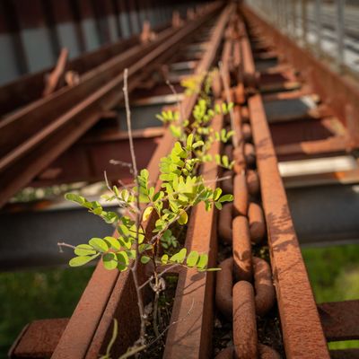 Zeche Zollverein mit Frank von ICUart. Bild: Pflanze im Gleisbett