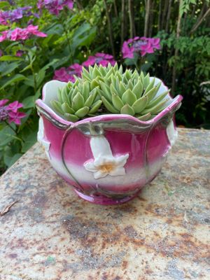 Cache Pot Dipladenia Bianca