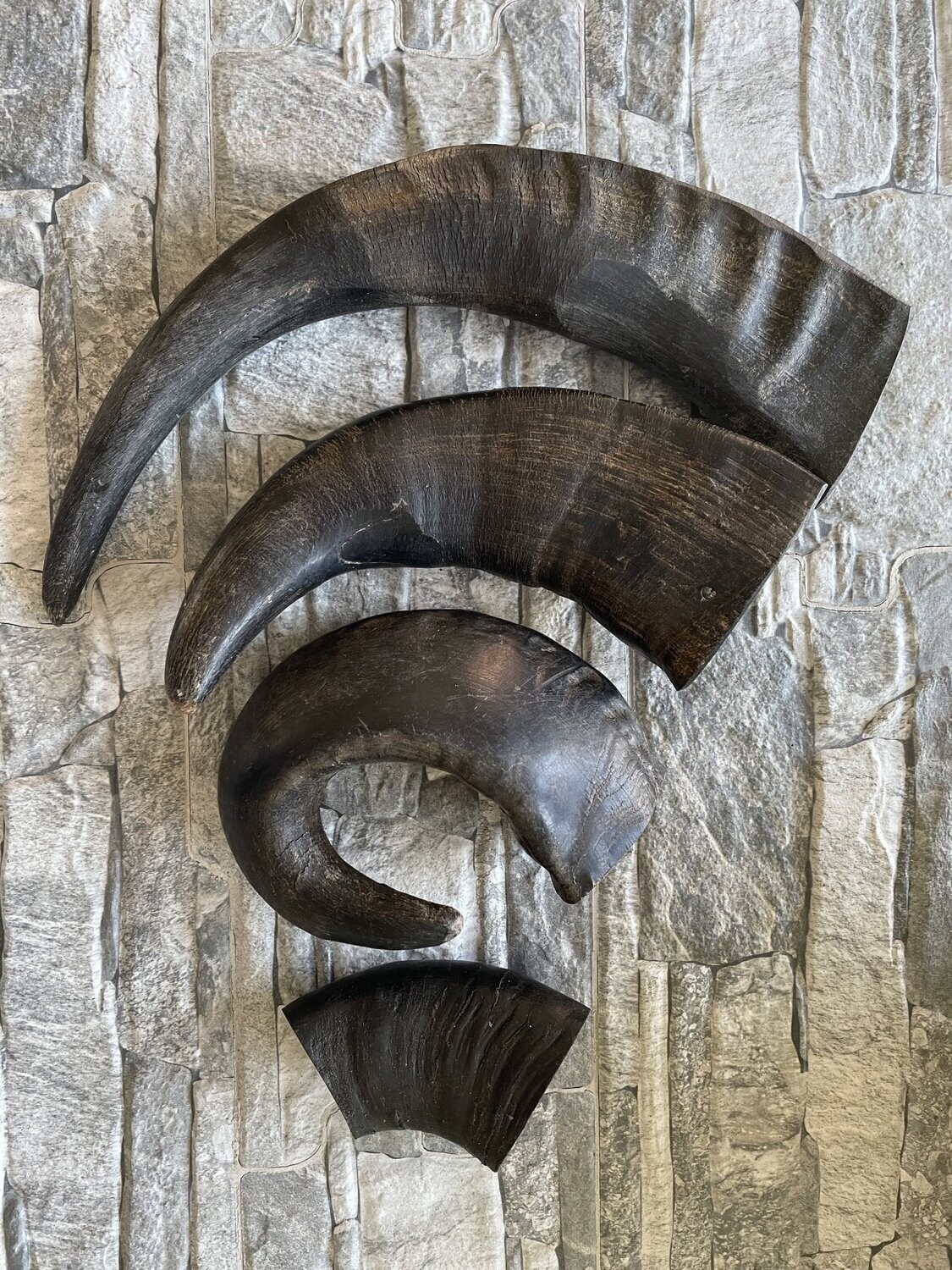 Buffalo Horn (Large)