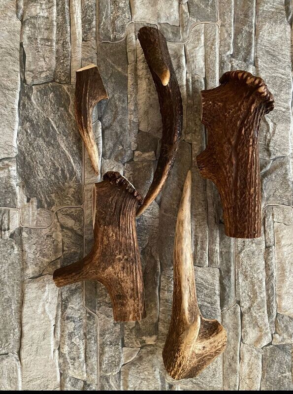 Antlers Large