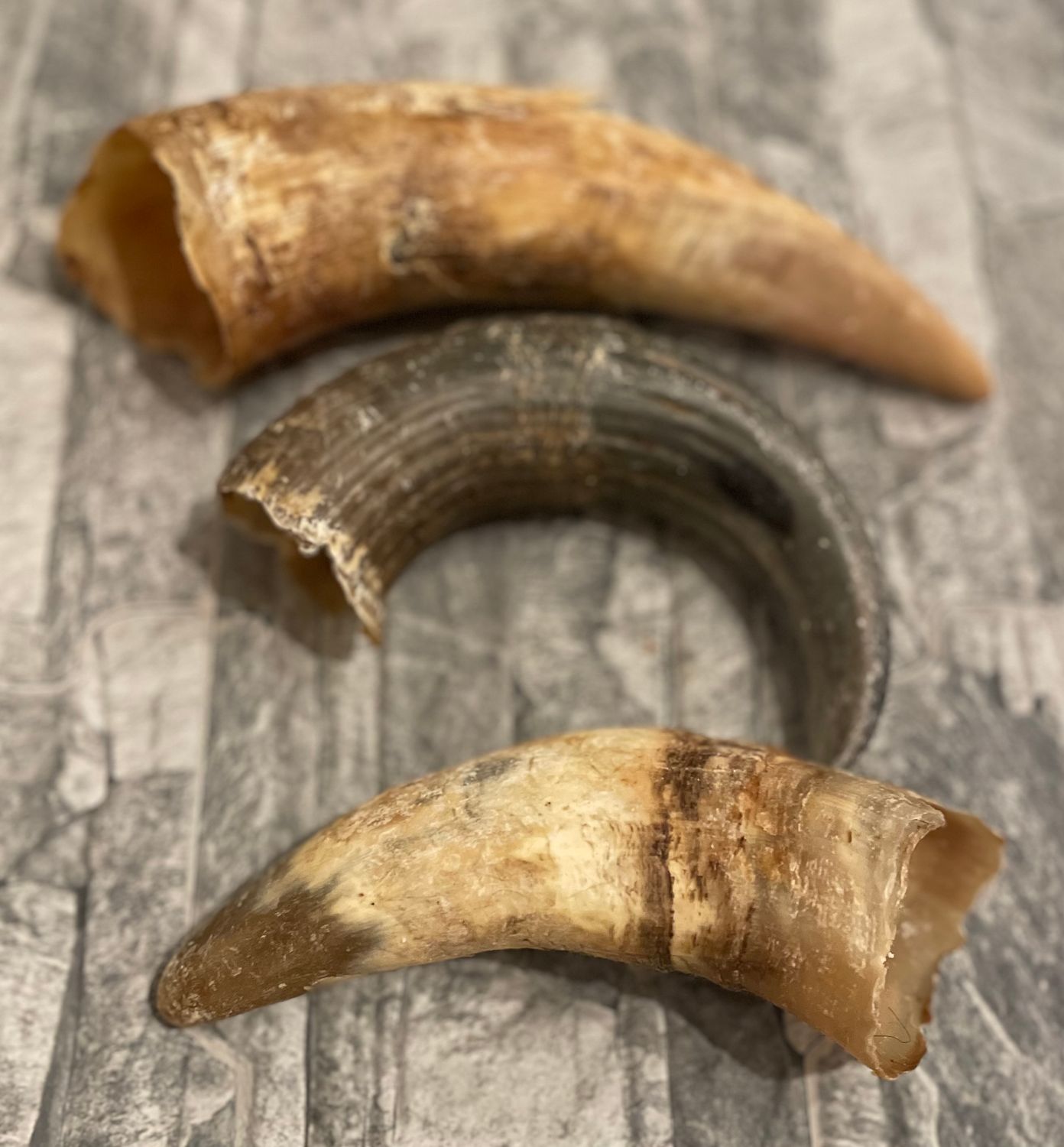 Cow Horn (x1)