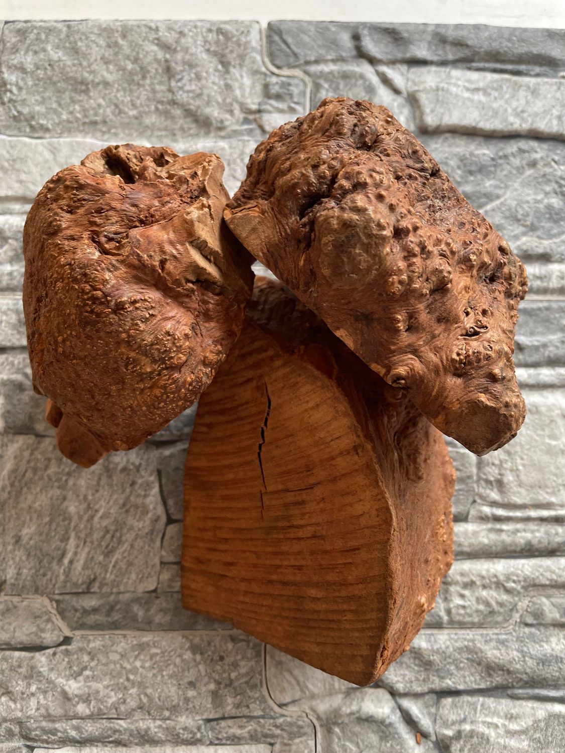 Root Chew (Large x1)