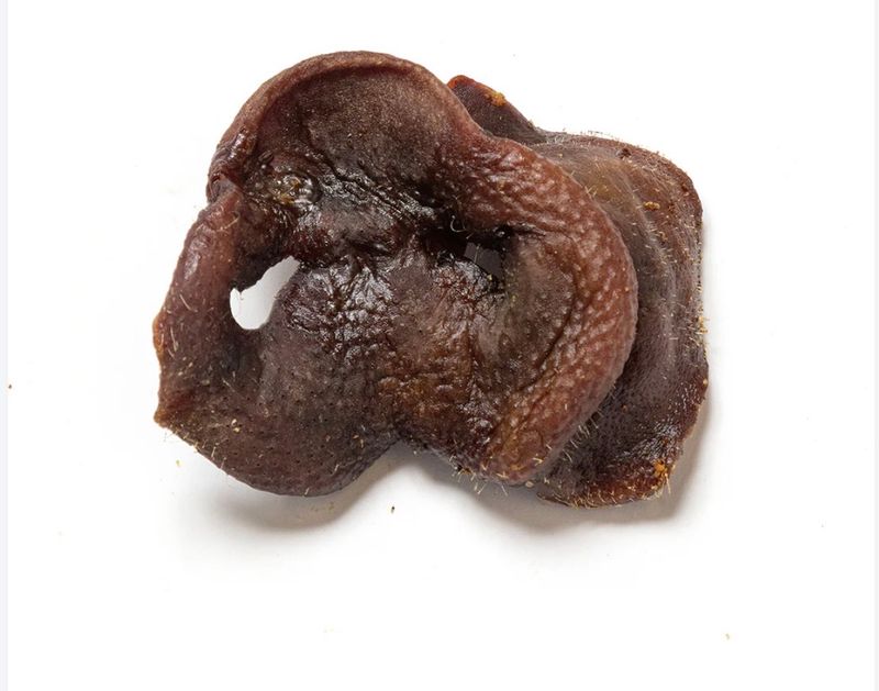 Natural Piggy Snouts (x1)