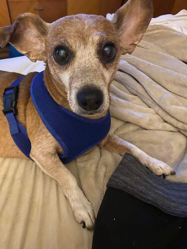 Dog clothes and accessories 