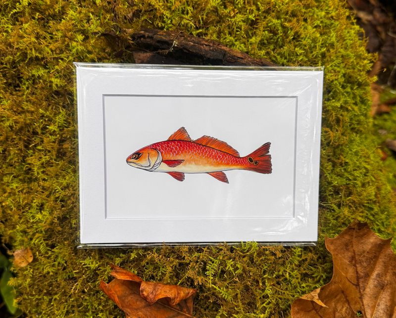 “Redfish” Print (5x7