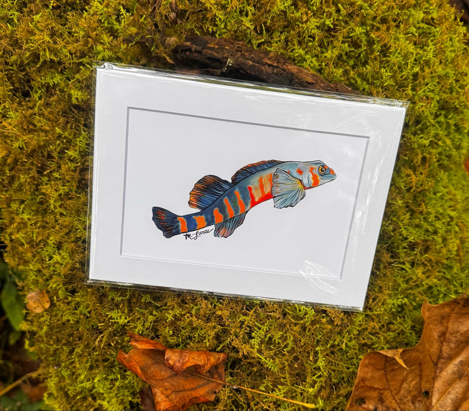 “Tangerine Darter” Print (5x7)