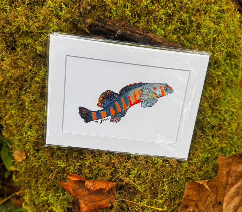 “Tangerine Darter” Print (5x7)