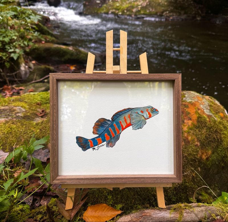 “Tangerine Darter” Framed Original Painting