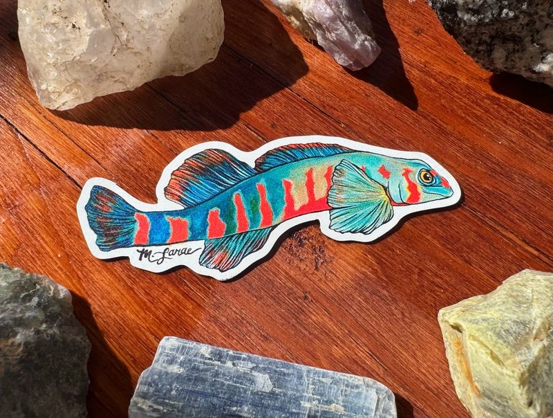 “Tangerine Darter” 3” Magnet