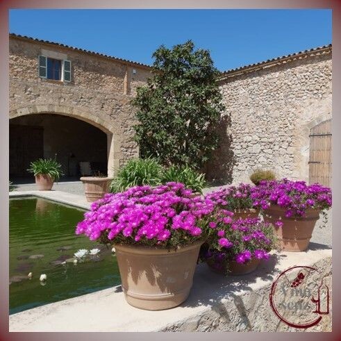 BODEGA & OLIVEN-TOUR - Minibus Tour mit Weinverkostung und Olivenmühle BODEGA & OLIVEN-TOUR - Minibus Tour mit Weinverkostung und Olivenmühle