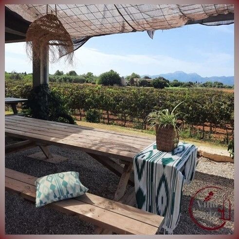 BODEGA-TOUR & WEINVERKOSTUNG (Halbtagestour) BODEGA-TOUR & WEINVERKOSTUNG (Halbtagestour)