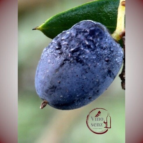 OLIVEN-TOUR & WOCHENMARKT (Halbtagestour) OLIVEN-TOUR & WOCHENMARKT (Halbtagestour)