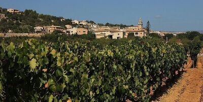 VINYA TAUJANA - vins de Mallorca