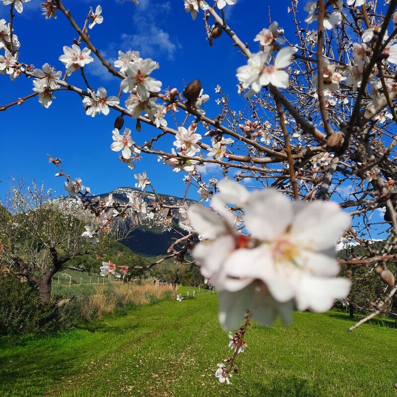 MANDELBLÜTE & MALLORCA GESCHICHTEN (halbtags)