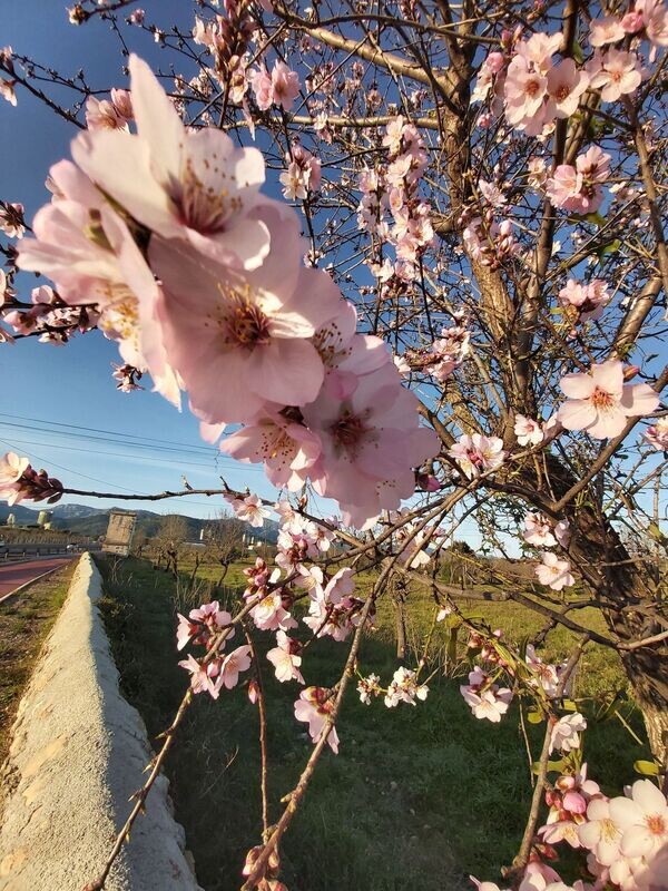 MANDELBLÜTE  "XS" - romantische Halbtagestour ins Herzen Mallorcas