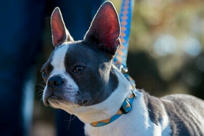 *NEW* STRAP UP CUSTOM COLLAR & LEASH COMBO *NEW* STRAP UP CUSTOM COLLAR & LEASH COMBO