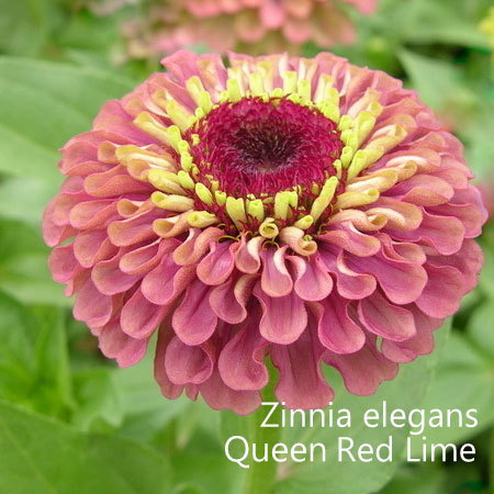 Queen lime zinnia deals