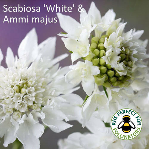 Ammi majus & Scabiosa White