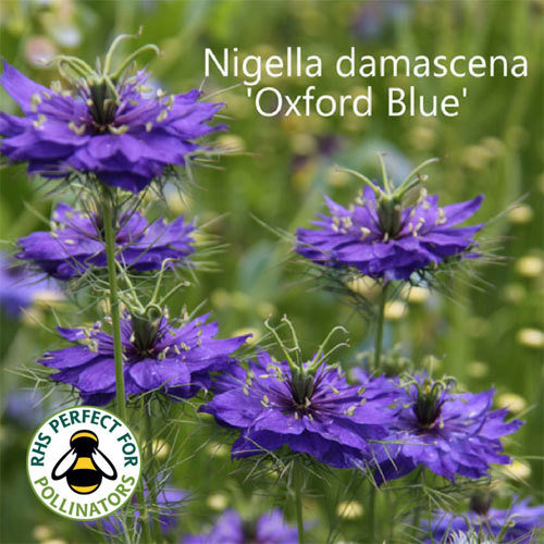 Nigella Damascena Oxford Blue Shop Country Garden Uk Nigella Damascena Oxford Blue Shop Country Garden Uk