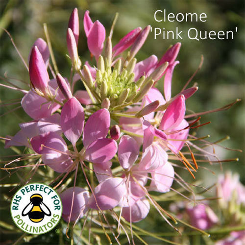 Cleome hassleriana 'Pink Queen'