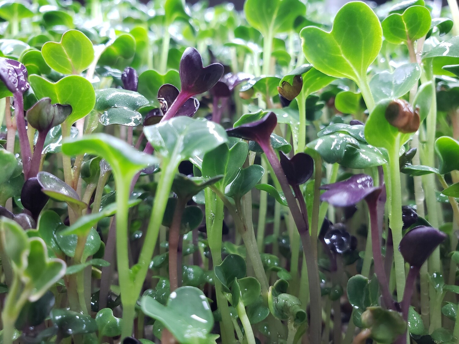 Radish Microgreens (Call To Order)