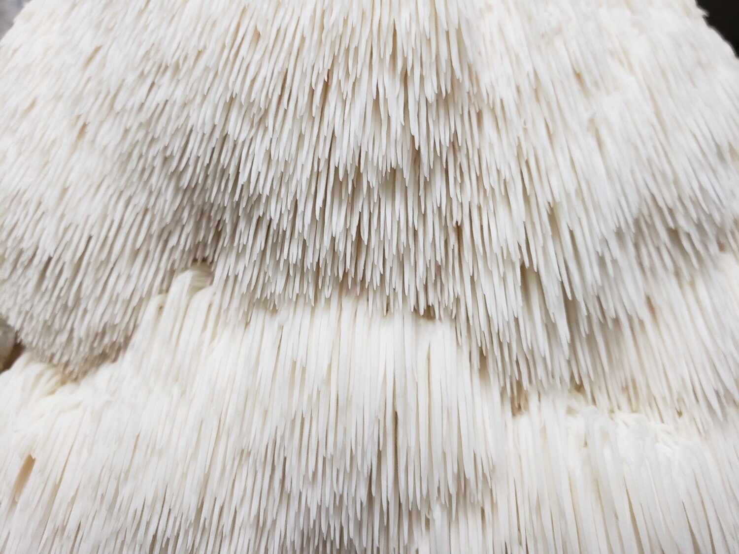 Lions Mane Mushrooms (Call To Order)