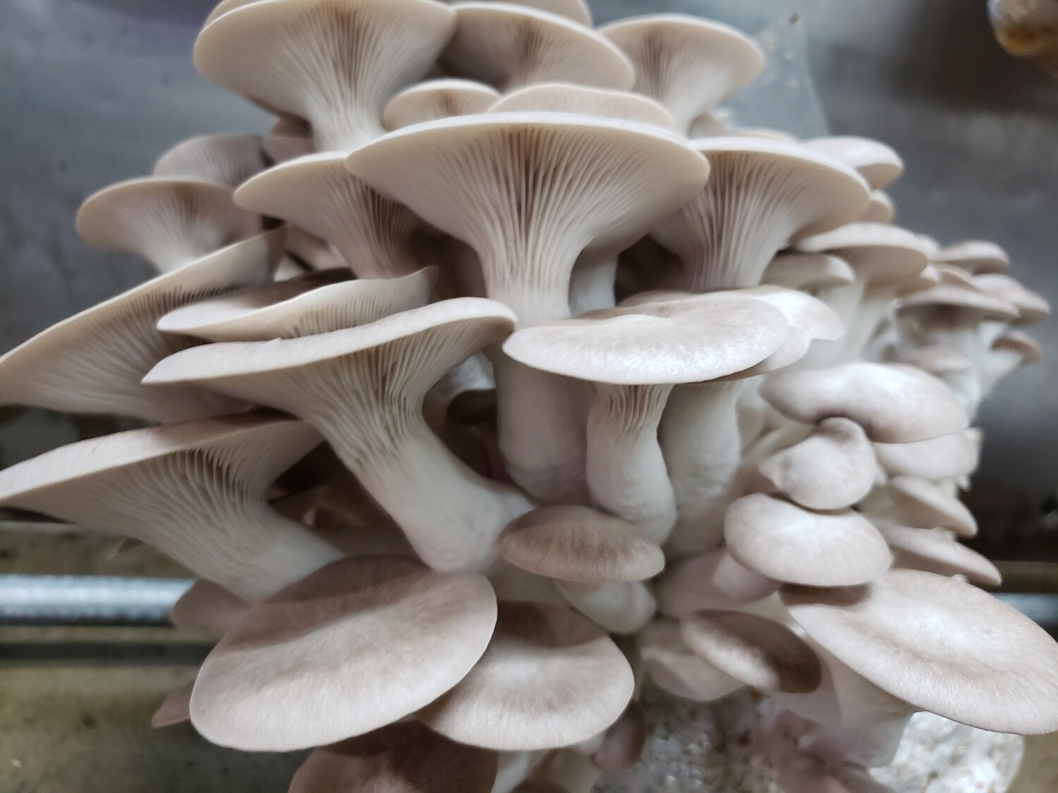 Black Pearl King Oyster Mushrooms (Call To Order)