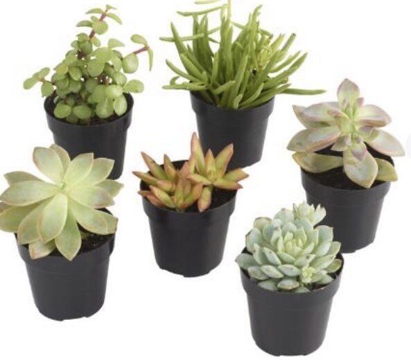 Wedding-Event Succulent Party Favors- Reach Out For Pricing Based On Your Event