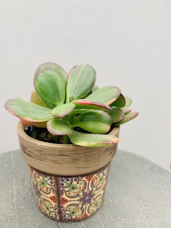 Wedding-Event Succulent Party Favors- Reach Out For Pricing Based On Your Event