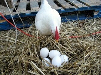 FREE-RANGE CHICKEN EGGS