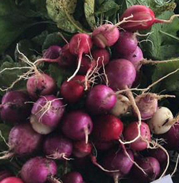 Organic Radishes