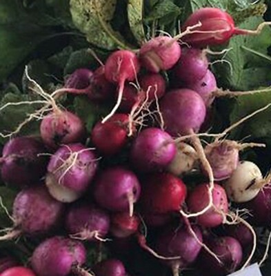 Organic Radishes
